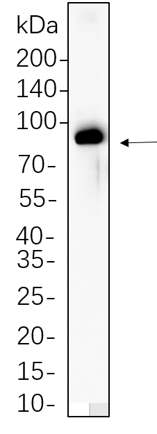 Raf-B (phospho Thr401)