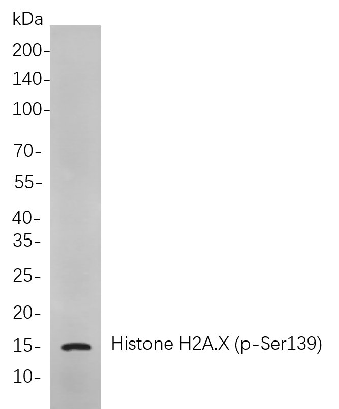 Histone H2A.X (Phospho Ser139)