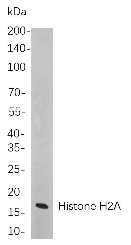 Histone H2A