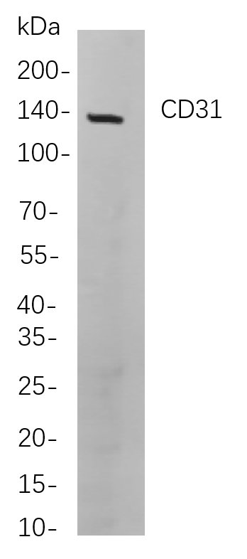 CD31