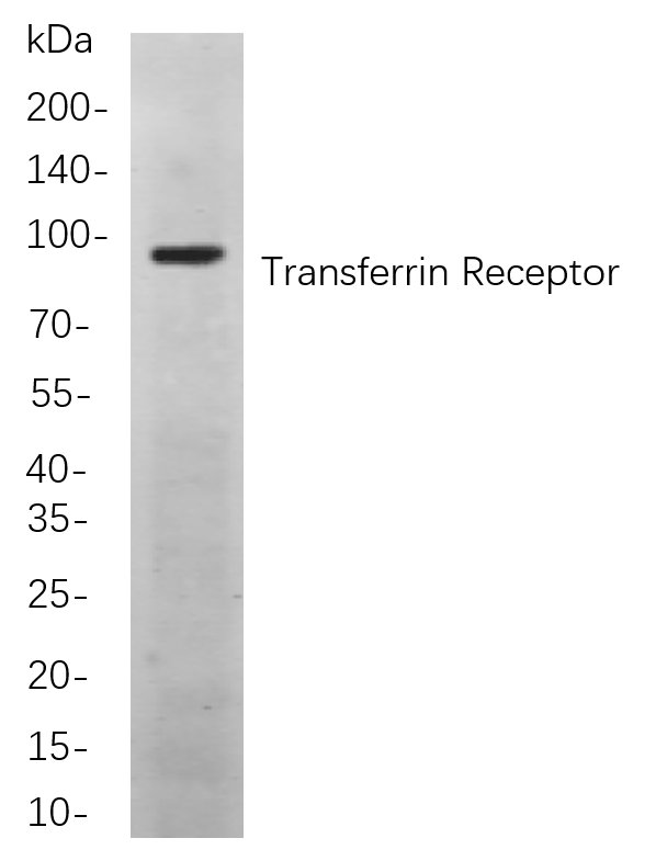 Transferrin Receptor
