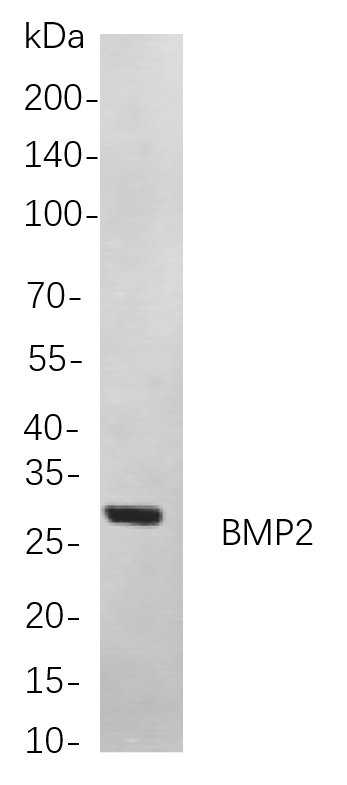 BMP2