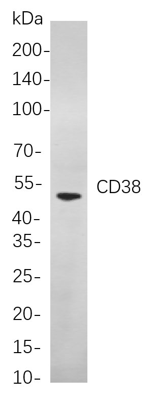 CD38