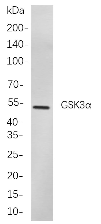 GSK3α