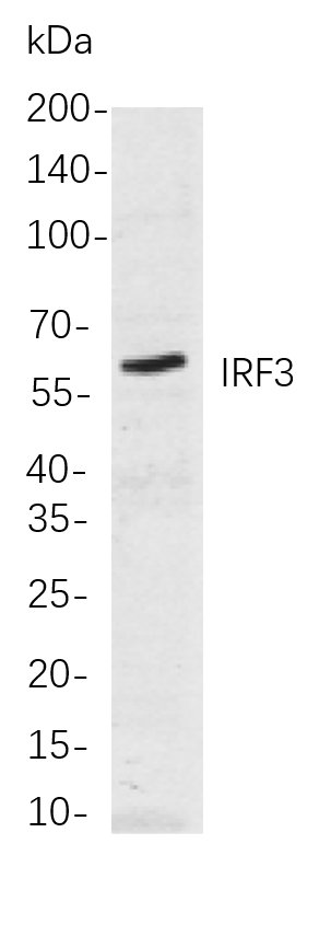 IRF3