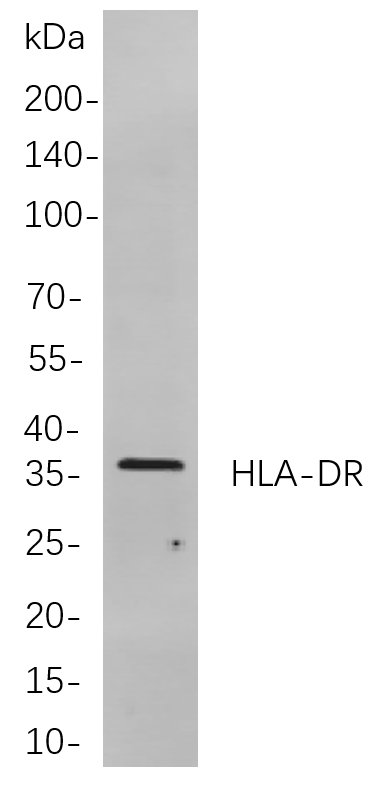 HLA-DR