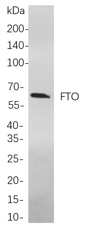 FTO