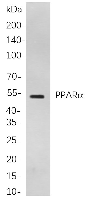 PPARα