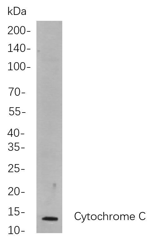 Cytochrome C
