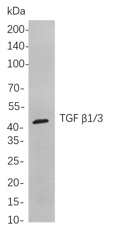 TGF β1/3