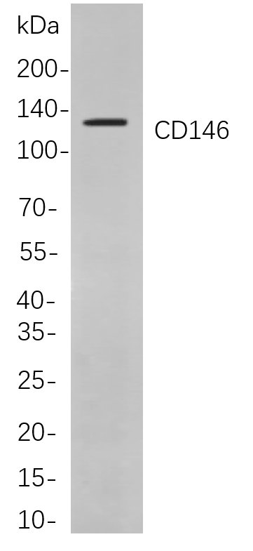 CD146