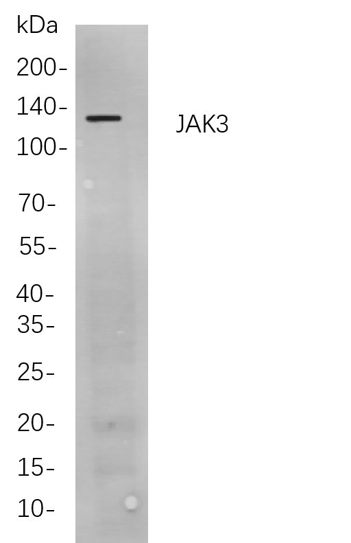 JAK3