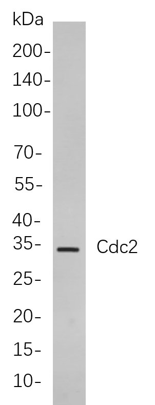 Cdc2