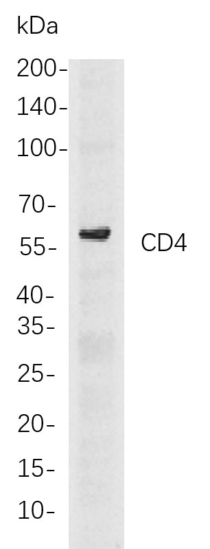 CD4