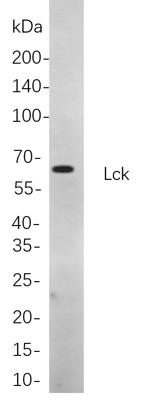 Lck