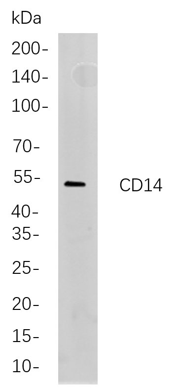 CD14