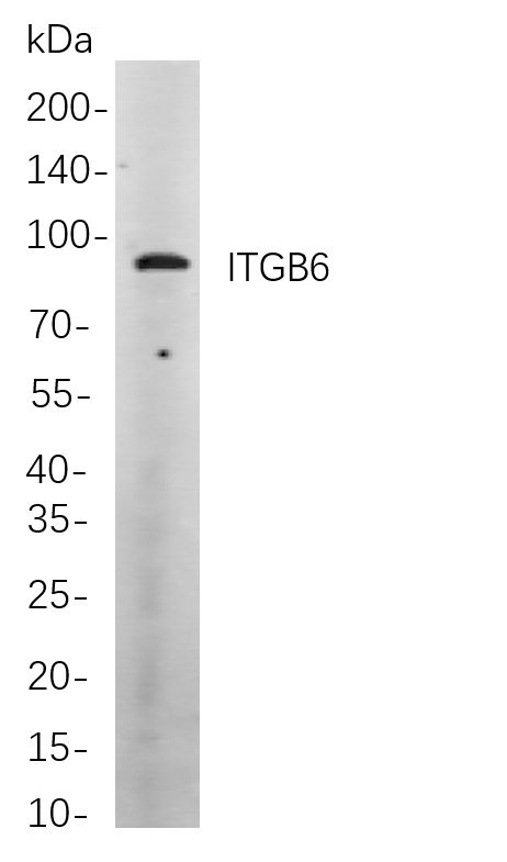 ITGB6