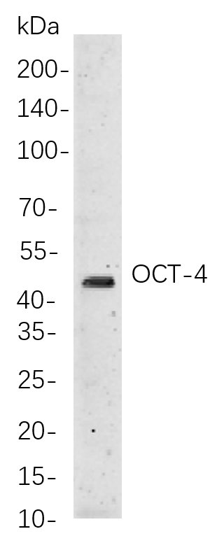 4-Oct