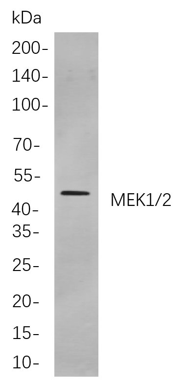 MEK1/2