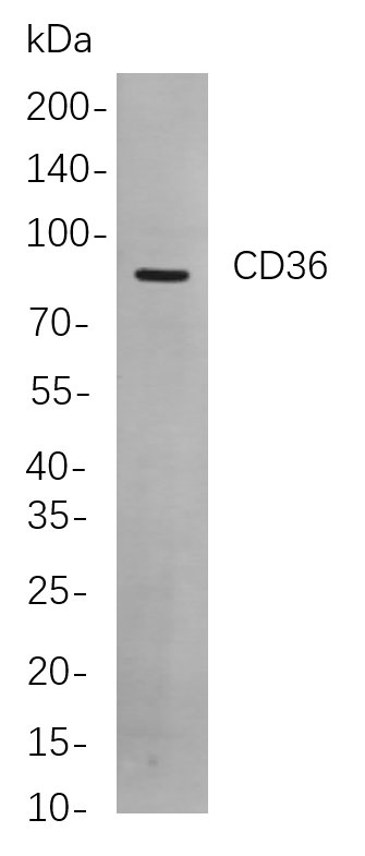 CD36