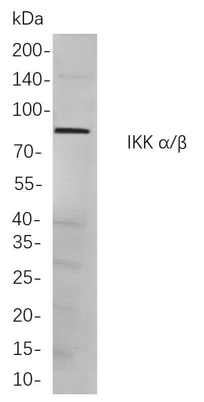 IKK α/β