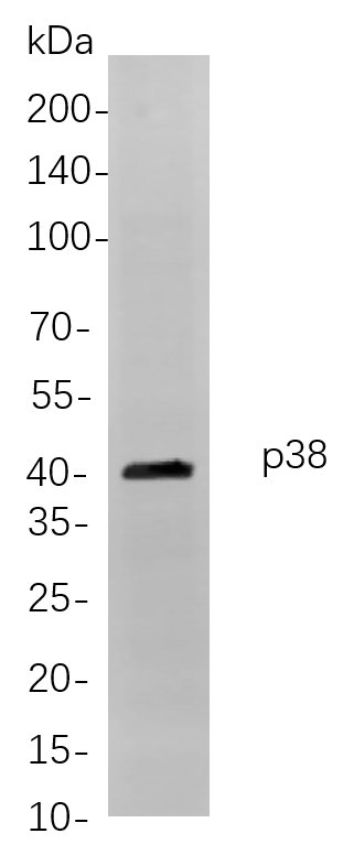 p38