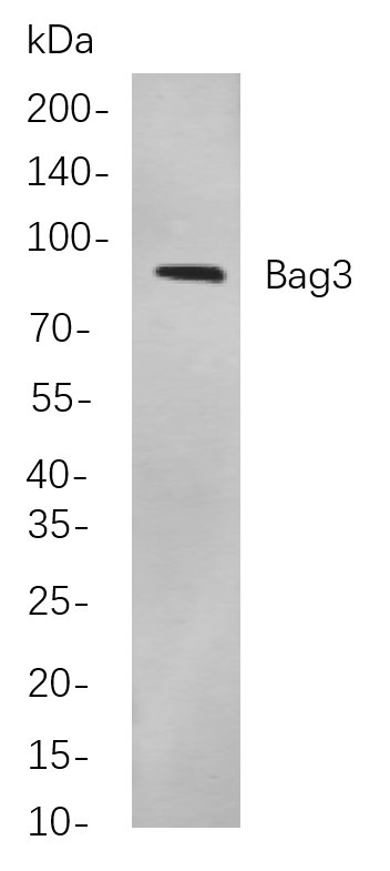 Bag3