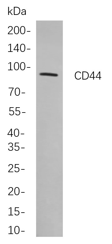 CD44