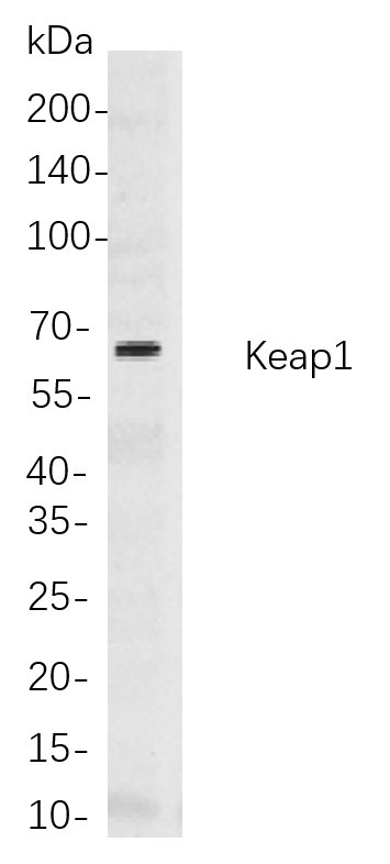 Keap1