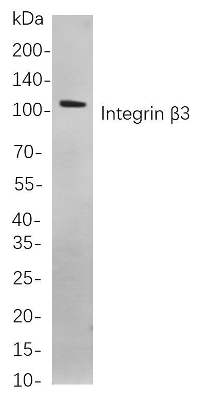 Integrin β3