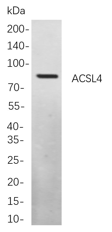 ACSL4