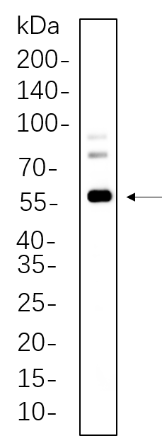 c-Fos