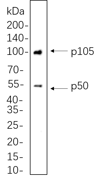 NF-κB1 p105/p50