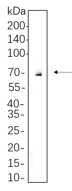 Syk