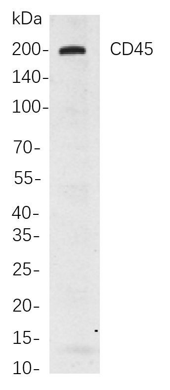 CD45