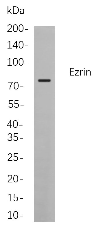 Ezrin