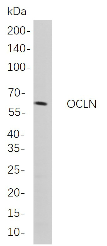 OCLN