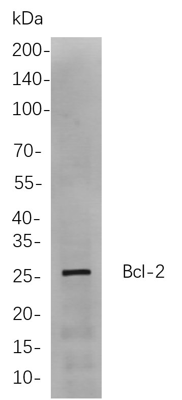 Bcl-2