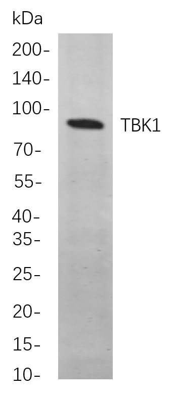 TBK1