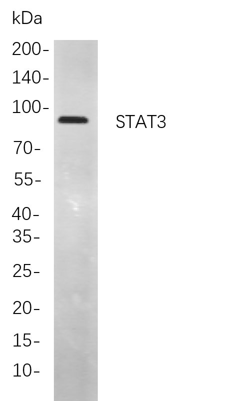 STAT3