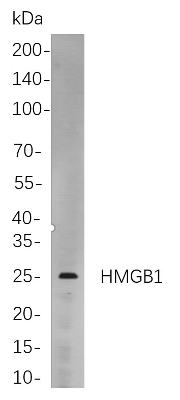 HMGB1