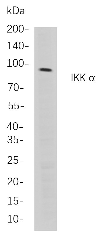 IKK α
