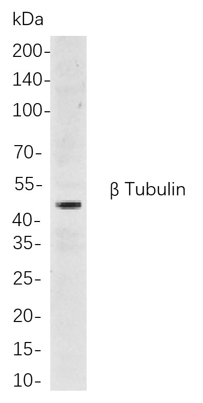 β Tubulin