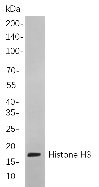 Histone H3