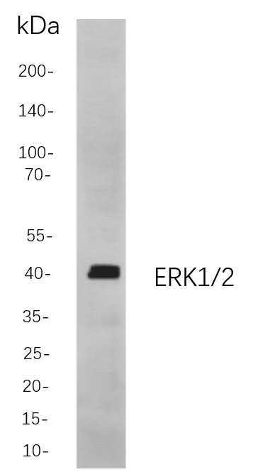 ERK1/2
