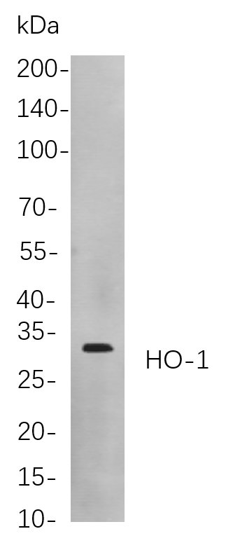 HO-1
