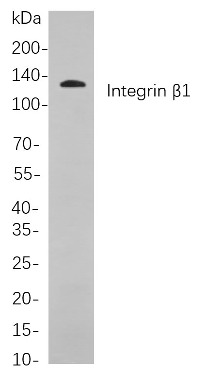 Integrin β1