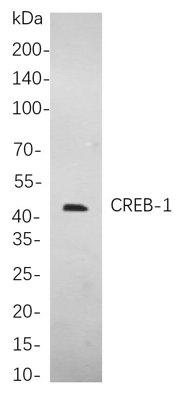CREB-1