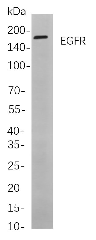 EGFR