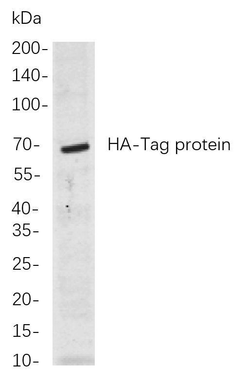 HA-Tag